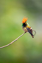 Rufous-crested coquette hummingbird (Lophornis delattrei), male, perched on branch.  Peru.