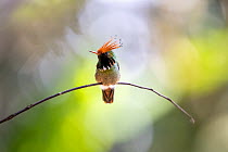 Rufous-crested coquette hummingbird (Lophornis delattrei), male, perched on branch.  Peru.