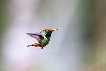 Rufous-crested coquette hummingbird (Lophornis delattrei), male, in flight.  Peru.