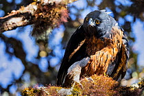 Black-and-chestnut eagle (Spizaetus isidori) perched.  Peru.