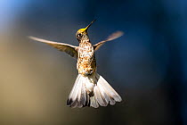 Giant hummingbird (Patagona gigas), female, in flight with pollen on head.  Sacred Valley, Peru.