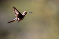 Giant hummingbird (Patagona gigas), female, in flight with pollen on head. Sacred Valley, Peru.