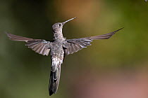 Giant hummingbird (Patagona gigas), female, in flight.  Sacred Valley, Peru.
