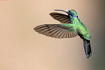 Sparkling violetear hummingbird (Colibri coruscans) in flight. Sacred Valley, Peru.