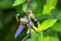Festive coquette hummingbirds (Lophornis chalybeus) performing courtship display.   Peru.