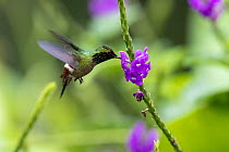 Festive coquette hummingbird (Lophornis chalybeus) feeding on flower nectar. Peru.