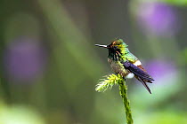 Festive coquette hummingbird (Lophornis chalybeus) perched on flower.  Peru.