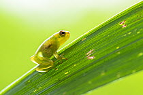 Small green glass frog (Centrolenidae) resting on leaf, where organs visible through skin,  Peru.