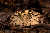 Amazonian horned frog (Ceratophrys cornuta) camouflaged amongst leaf litter on lowland rainforest floor.  Madre de Dios, Peru.
