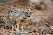 Peruvian desert fox (Lycalopex sechurae) portrait.  Chaparri Ecological Reserve, Peru.