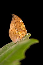 Leafwing butterfly (Coenophlebia archidona) on leaf.  Rio Abiseo National Park, Peru.