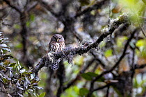 Amazonian pygmy owl (Glaucidium hardyi) perched on branch.   Manu Road, Manu National Park, Peru.