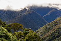 Landscape of Manu road within Amazon cloud forest.   Wayqecha Biological Research Station, Manu National Park, Peru.