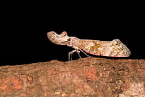 Peanut-headed lanternfly (Fulgora laternaria) on bark.  Peru.