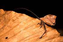 Katydid (Tettigoniidae) on dried leaf.  Tambopata National Reserve, Peru.