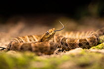 Fer-de-lance pit viper (Bothrops lanceolatus) in dried up pool, tongue flicking.   Manu National Park, Peru.
