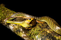 Linnaeus' Sipo snake (Chironius exoletus) eating Basin tree frog (Boana lanciformis).  Pilcopata, near Manu National Park, Peru.