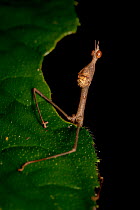Jumping stick grasshopper (Apioscelis bulbosa) on leaf.  Los Amigos Biological Station, Madre de Dios, Peru.