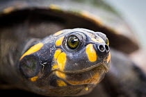 Yellow-spotted Amazon river turtle (Podocnemis unifilis) portrait.  Pacaya Samiria National Park, Loreto, Peru.