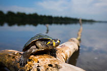 Yellow-spotted Amazon river turtle (Podocnemis unifilis) basking in sun.  Pacaya Samiria National Park, Loreto, Peru.