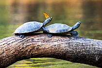 Two Yellow-spotted Amazon river turtles (Podocnemis unifilis) basking in sun with butterfly perched on one's head.  Pacaya Samiria National Park, Loreto, Peru.