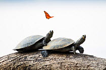 Two Yellow-spotted Amazon river turtles (Podocnemis unifilis) basking in sun with butterfly flying over.  Pacaya Samiria National Park, Loreto, Peru.
