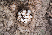 Nest full of Yellow-spotted Amazon river turtle (Podocnemis unifilis) eggs.  Pacaya Samiria National Park, Loreto, Peru.