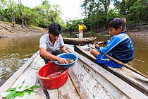 Men collecting Yellow-spotted Amazon river turtle (Podocnemis unifilis) eggs as part of conservation program run by Peruvian National Park authority and local communities to restore this vulnerable sp...
