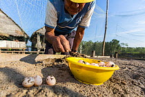 Man digging in artificial beach to create temporary nest for Yellow-spotted Amazon river turtle (Podocnemis unifilis) eggs as part of conservation program run by Peruvian National Park authority and l...
