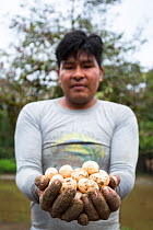 Man holding gathered Yellow-spotted Amazon river turtle (Podocnemis unifilis) eggs as part of conservation program run by Peruvian National Park authority and local communities to restore this vulnera...