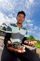 Man releasing two Yellow-spotted Amazon river turtle (Podocnemis unifilis) hatchlings as part of conservation program run by Peruvian National Park authority and local communities to restore this vuln...