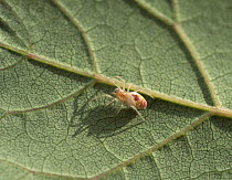 Dictynid spider (Nigma puella) resting on underside of leaf, Sussex, England. September.