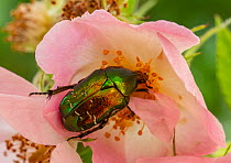 Rose chafer beetle (Cetonia aurata) resting on a flower, Sussex, England. June.