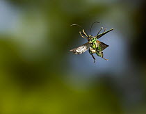 Thick legged flower beetle (Oedemera nobilis) in flight, Sussex, England. June.