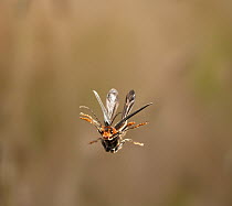 Soldier beetle (Cantharidae) in flight, Sussex, England. May.