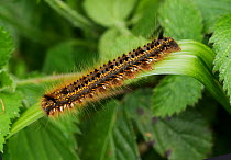 Drinker moth (Euthrix potatoria) caterpillar resting on leaf, Sussex, England. May.