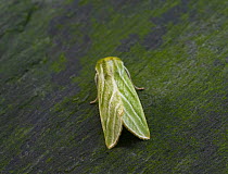 Green silver-lines moth (Pseudoips prasinana) resting, Sussex, England. June.