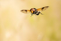 Hoverfly (Volucella pellucens) in flight, Sussex, England. May.