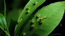 Timelaspe of a cluster of Two-tailed pasha (Charaxes jasius) caterpillar eggs. One of the caterpillars hatches and then eats its way out of the egg casing. After fully hatching, it returns and eats th...