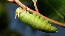 Two-tailed pasha (Charaxes jasius) caterpillar weaving an anchor from silk. The caterpillar will use this to attach itself to a branch before beginning the metamorphosis process. Seville, Spain. Contr...