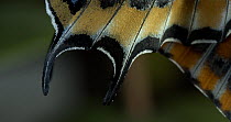 A close up of a Two-tailed pasha (Charaxes jasius) butterfly wing, Seville, Spain. Controlled Conditions.