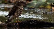 Eurasian sparrowhawk (Accipiter nisus) perched at the edge of a stream. The bird looks around and then flies out of the frame, landing in the stream behind. Seville, Spain.