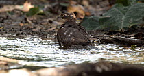 Eurasian sparrowhawk (Accipiter nisus) bathing in a stream, Seville, Spain.