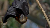 Grey-headed flying fox (Pteropus poliocephalus) female hanging in a tree and grooming herself with her wings. The female has a pup attached to her. Myuna Wetland, Doveton, Victoria, Australia