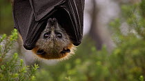 Grey-headed flying fox (Pteropus poliocephalus) trying to fall asleep but it is being disturbed by a fly. The animal is twitching its ears. Myuna Wetland, Doveton, Victoria, Australia.