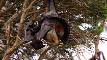 Grey-headed flying fox (Pteropus poliocephalus) female hanging in a tree and grooming her pup which is attached to her, Myuna Wetland, Doveton, Victoria, Australia.