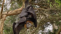 Grey-headed flying fox (Pteropus poliocephalus) mother hanging in a tree with her pup attached to her. The adult scratches herself and then the pup stretches its wing and also scratches itself. Myuna...