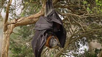 Grey-headed flying fox (Pteropus poliocephalus) mother hanging in a tree with her pup attached to her. The pup is grooming the mother and bitting her claws. Myuna Wetland, Doveton, Victoria, Australia...