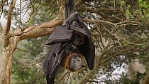Grey-headed flying fox (Pteropus poliocephalus) mother hanging in a tree with her pup attached to her. The pup is grooming the mother and licking her claws. Myuna Wetland, Doveton, Victoria, Australia...