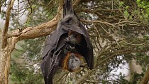 Grey-headed flying fox (Pteropus poliocephalus) mother hanging in a tree with her pup attached to her. The pup stretches its wing and scratches itself. Myuna Wetland, Doveton, Victoria, Australia. Seq...